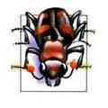 Image of beetle - link to beetle page