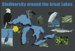 Title slide from the 
	software program, Biodiversity Around the Great Lakes: A composite image of Great Lakes animals and plants set against an image of the Great Lakes basin