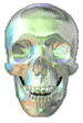 Image of a silvery, glistening mecurial skull