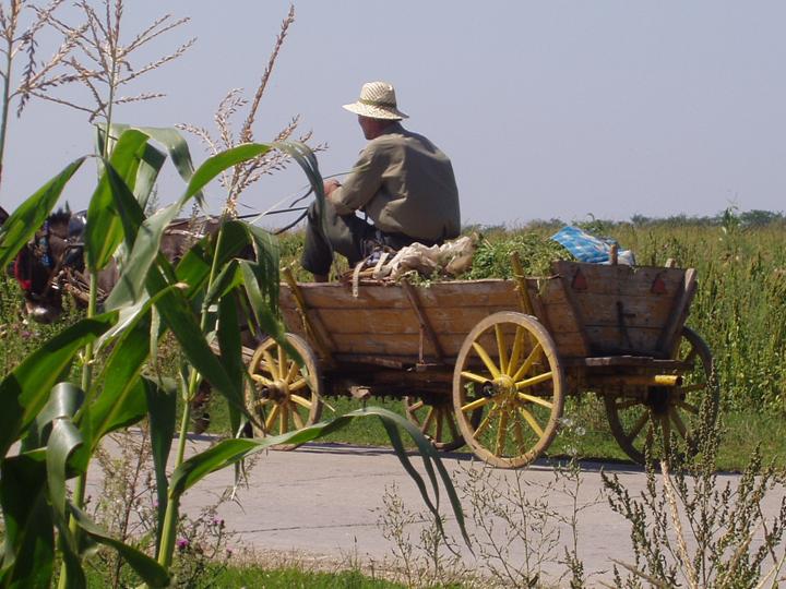 A farmer in Eastern Bulgaria driving a horse and wagon during the August harvest