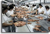 Photo of workers processing poultry.