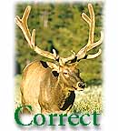 A correct image of bull elk with antlers