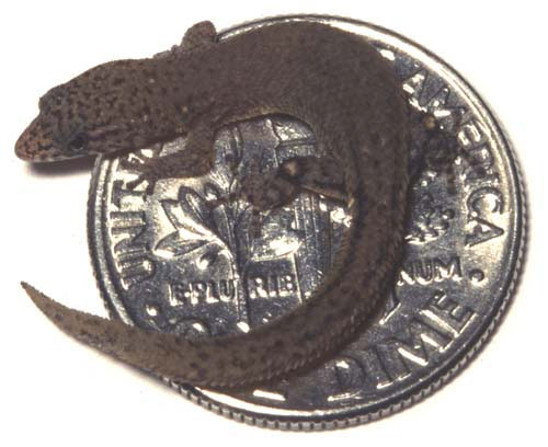 Jaragua lizard on a U.S. dime