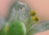 Arabidopsis Thaliana - click for details