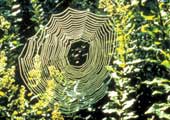 Photo of spider web - click for details