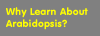Why Learn About Arabidopsis?