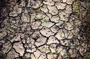 image- Drought-damaged earth